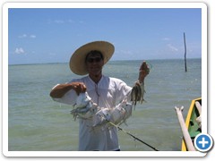 peixe galo