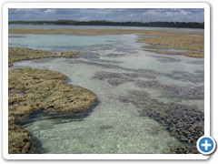 reef