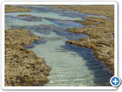 reef3
